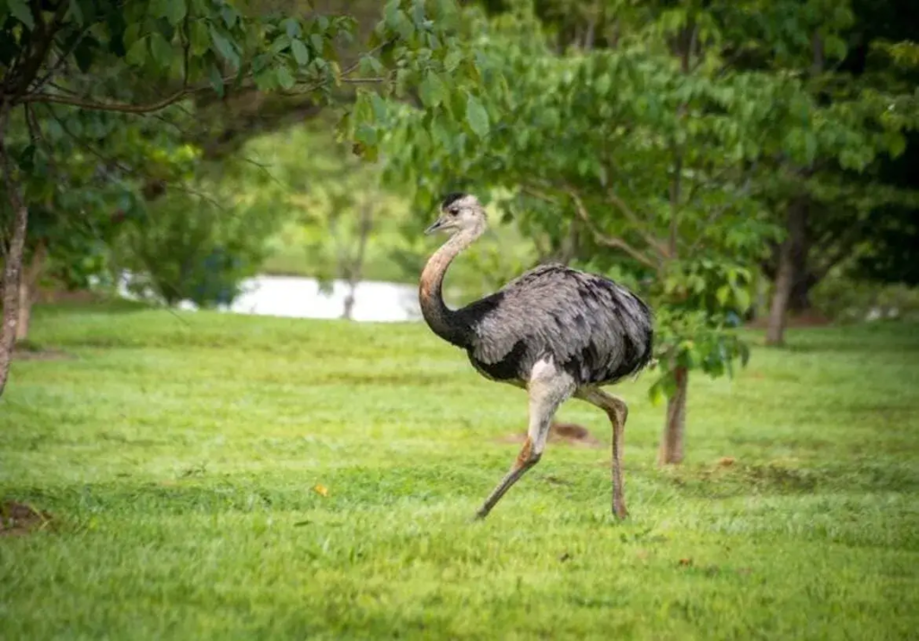 A imagem captura uma ema (Rhea americana) em perfil, caminhando da direita para a esquerda através de um gramado verde vibrante. A ave ocupa uma posição central na composição, com seu corpo robusto e plumagem predominantemente cinza-amarronzada, com penas mais escuras, quase pretas, nas asas e na parte inferior do corpo, conferindo uma textura fofa e um pouco desgrenhada. Seu pescoço longo e esguio, de uma tonalidade mais clara de cinza-beige, forma uma suave curva em "S", terminando em uma cabeça pequena com um topete de penas escuras no topo. O bico é curto, de cor clara, e o olho é escuro e atento. As pernas são longas, grossas e fortes, de cor cinza-amarronzada com uma textura escamosa visível, e terminam em pés com três dedos grandes, adaptados para corrida. A perna esquerda da ema está à frente, em pleno passo, enquanto a direita está recuando. O cenário é um ambiente natural, possivelmente um parque ou uma área rural. O gramado em primeiro plano é bem cuidado, com diversas tonalidades de verde. Ao fundo, árvores com folhagem verde exuberante criam um plano de fundo parcialmente desfocado (bokeh), com troncos finos e galhos visíveis. Uma árvore mais proeminente à esquerda tem galhos que se estendem por cima da ema. Mais ao fundo, entre as árvores, percebe-se uma faixa mais clara e horizontal, sugerindo um corpo d'água (lago ou rio) refletindo o céu, também desfocado. A iluminação parece ser natural e difusa, possivelmente de um dia nublado ou com o sol filtrado pelas copas das árvores, pois não há sombras muito duras. A profundidade de campo é relativamente rasa, mantendo a ema em foco nítido enquanto o fundo se suaviza, destacando o animal. A composição geral transmite uma sensação de movimento e tranquilidade no habitat natural da ave.